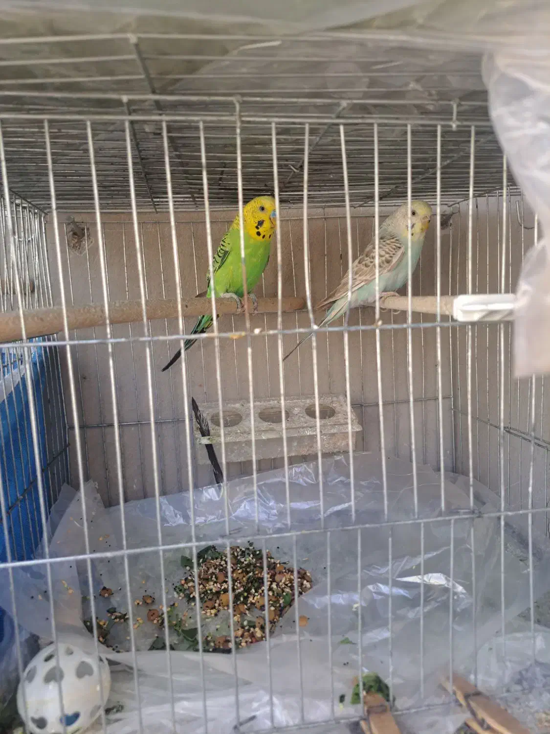 مرغ عشق|پرنده|مرودشت, پشت سایپا‎|دیوار