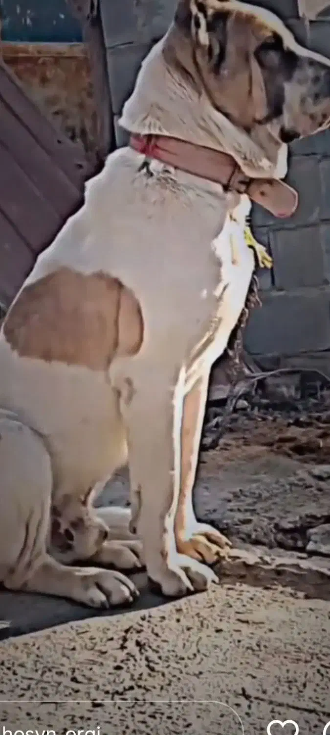 سگ.یک.ساله.توافقی|سگ|مانه, |دیوار