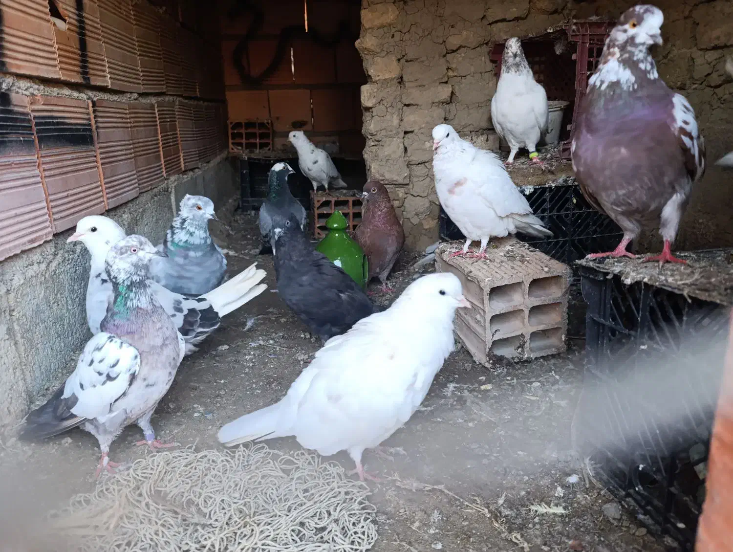 کبوتر|پرنده|سیجوال, |دیوار