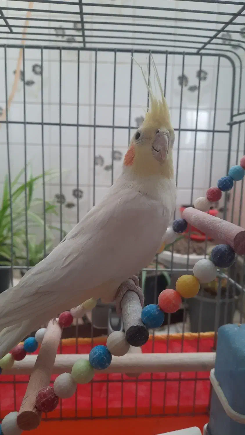 لوتینو|پرنده|قزوین, |دیوار