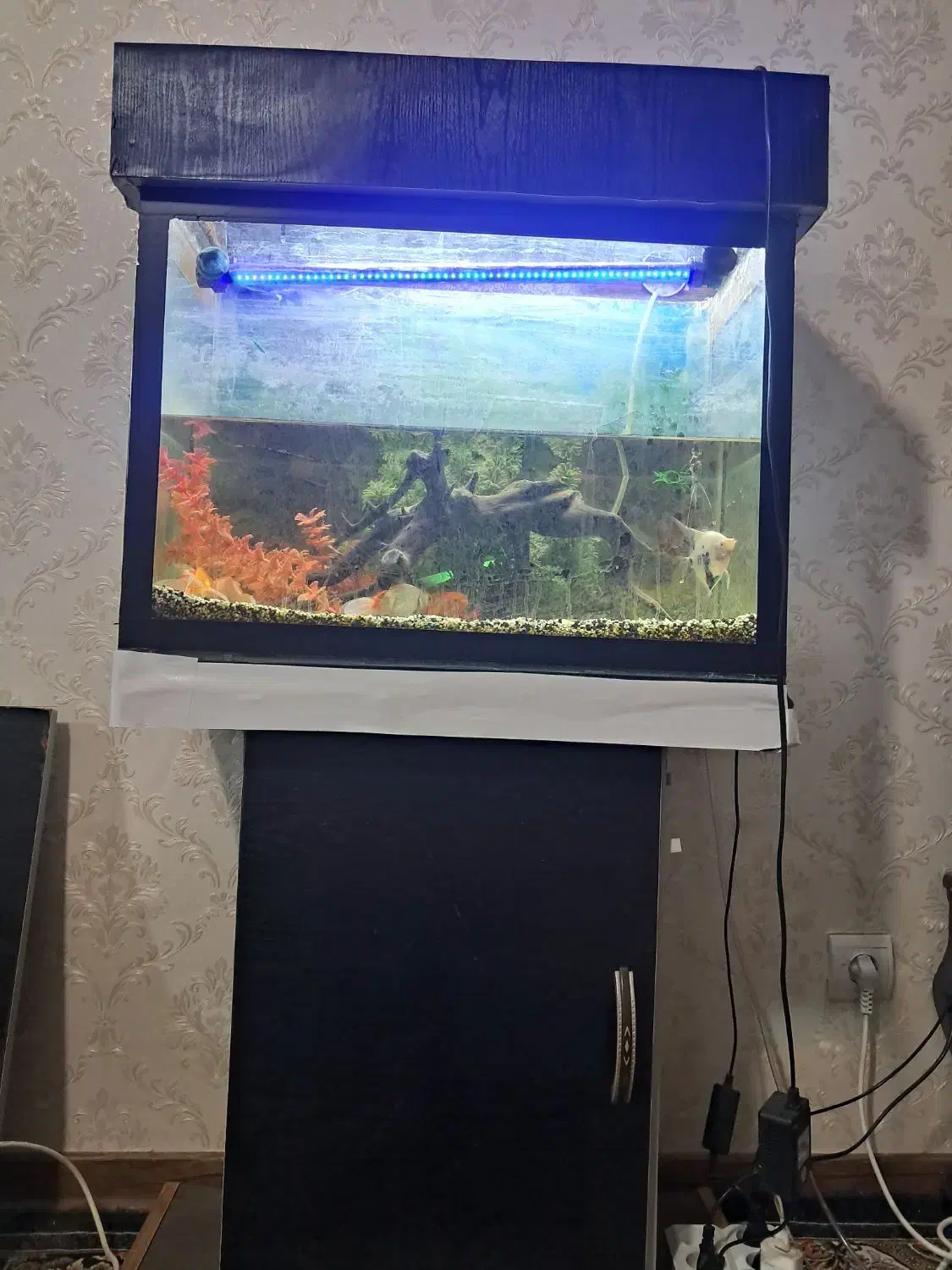 انواع آکواریوم|ماهی|نیشابور, مسکن مهر نور|دیوار