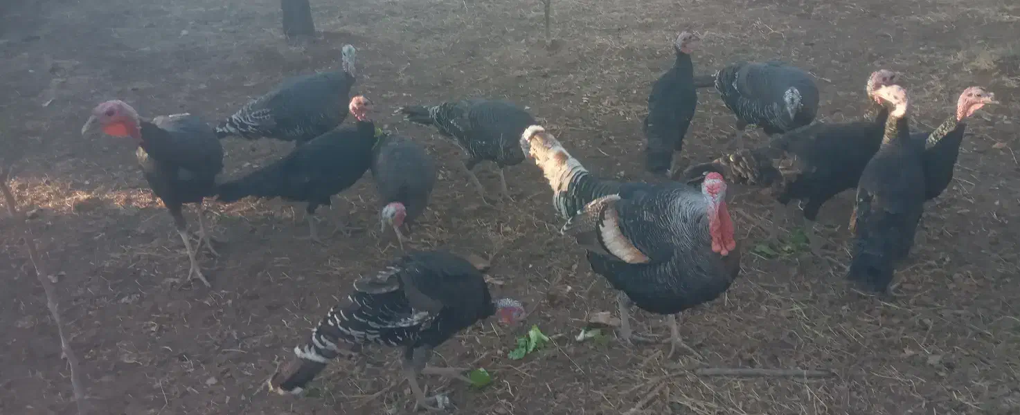 بوقلمون ۴ عدد نر و ماده موجود|حیوانات مزرعه|الوند, |دیوار