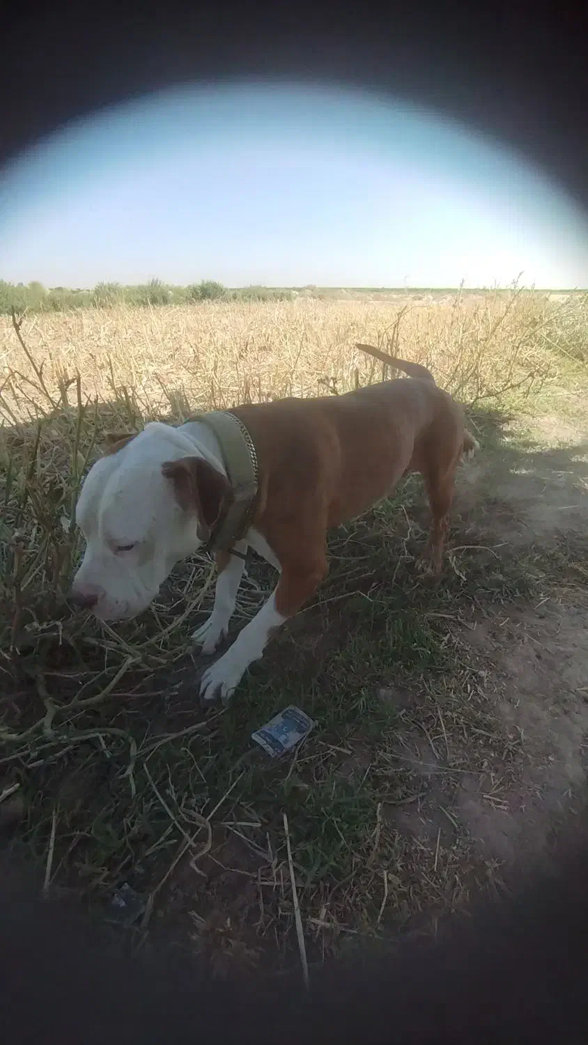 گم شده|حیوانات|جوادآباد, |دیوار