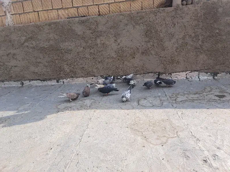 کبوترتهرانی|پرنده|برخوار, |دیوار