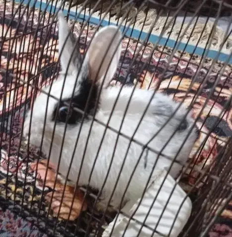 خرگوش۲۰۰|موش و خرگوش|ساوه, |دیوار