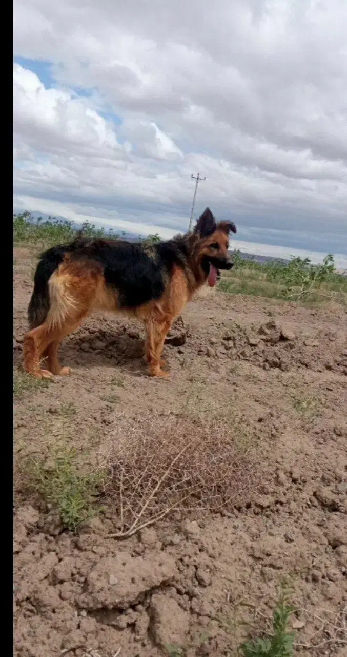 واگذاری ژرمن ماده/فوری|سگ|کاشمر, |دیوار