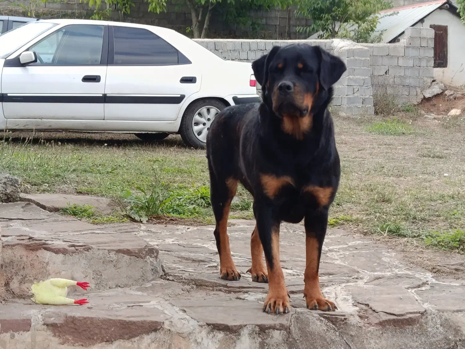 فروش روت اصل روسیه(ماده)|سگ|کلاردشت, |دیوار