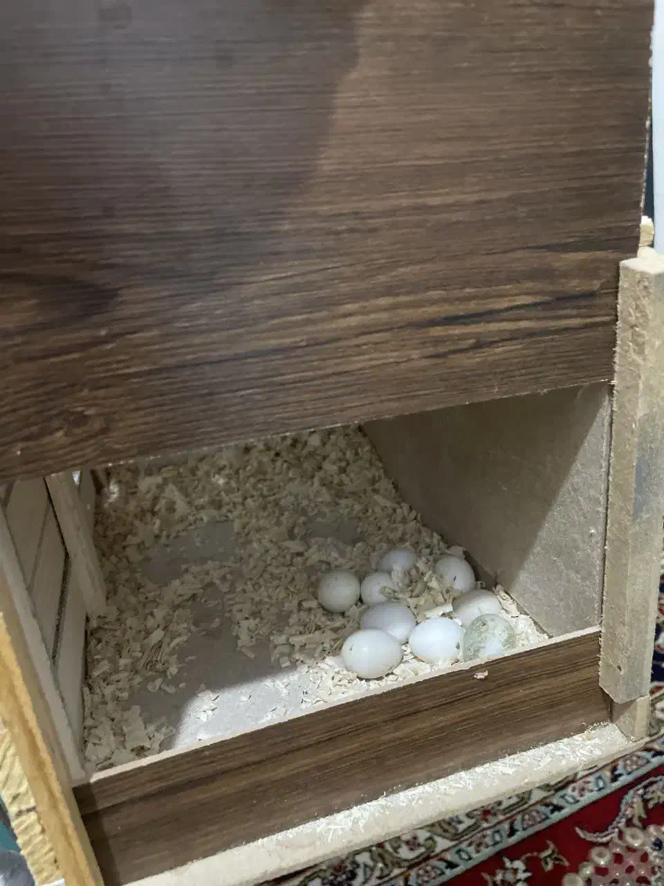 عروس هلندی با قفس وسایل|پرنده|کرج, برغان|دیوار