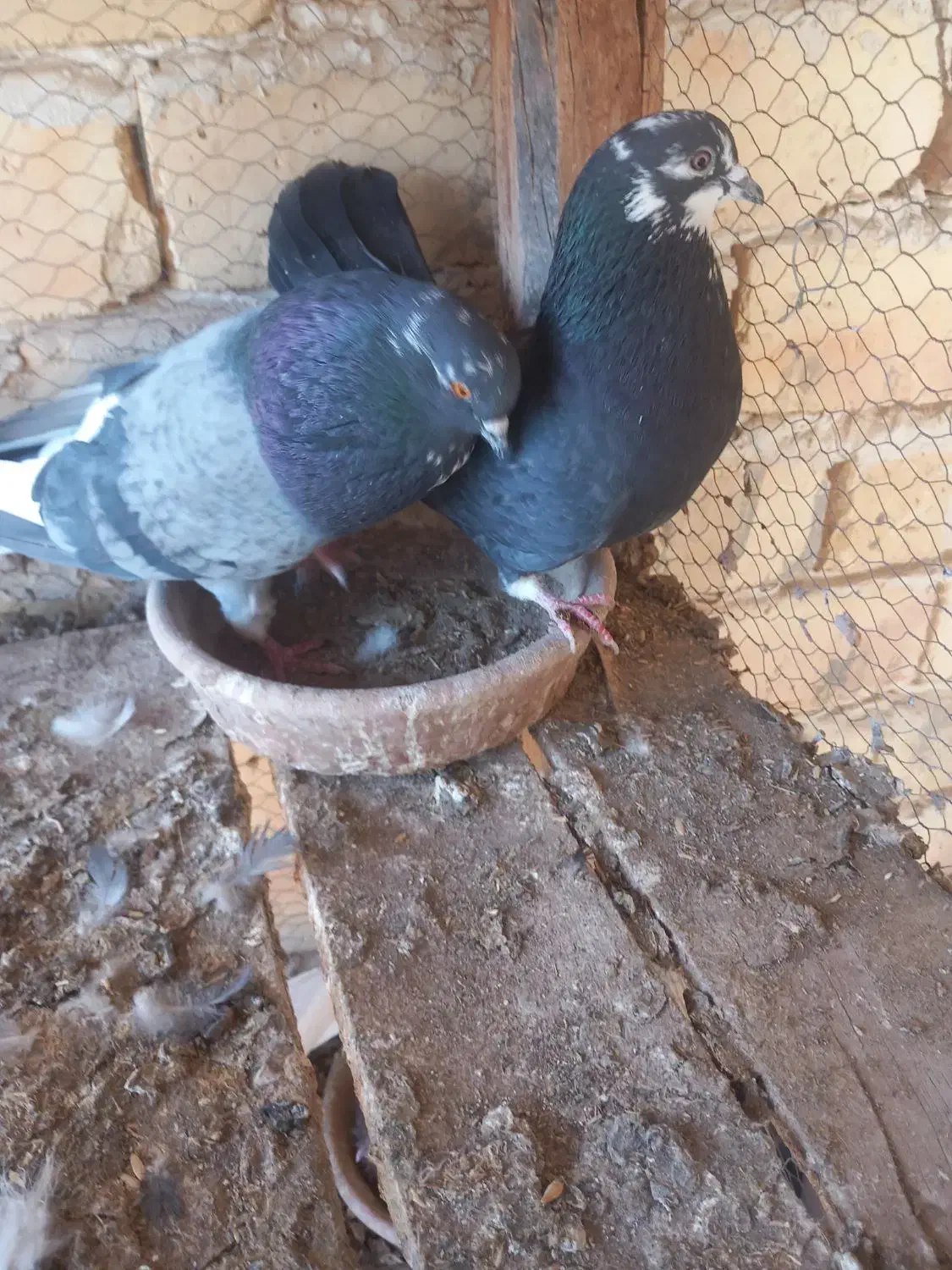 پرنده|پرنده|آران و بیدگل, |دیوار