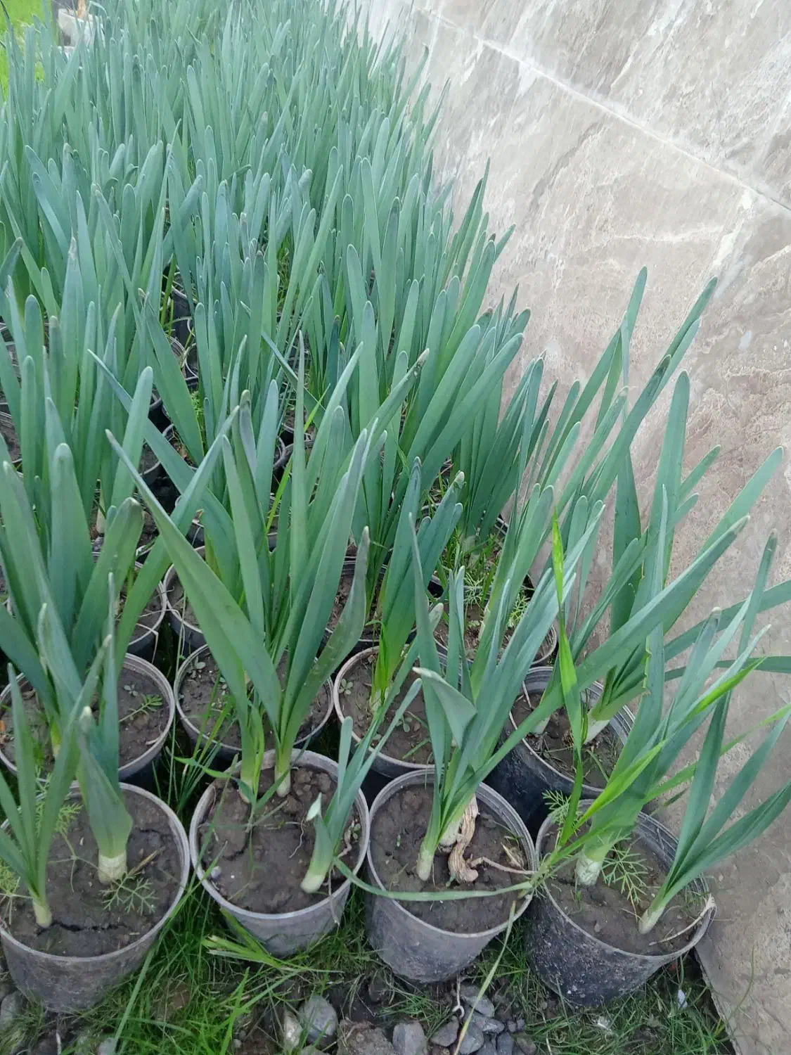 فروش گل نرگس|گل و گیاه طبیعی|فاضل آباد, |دیوار