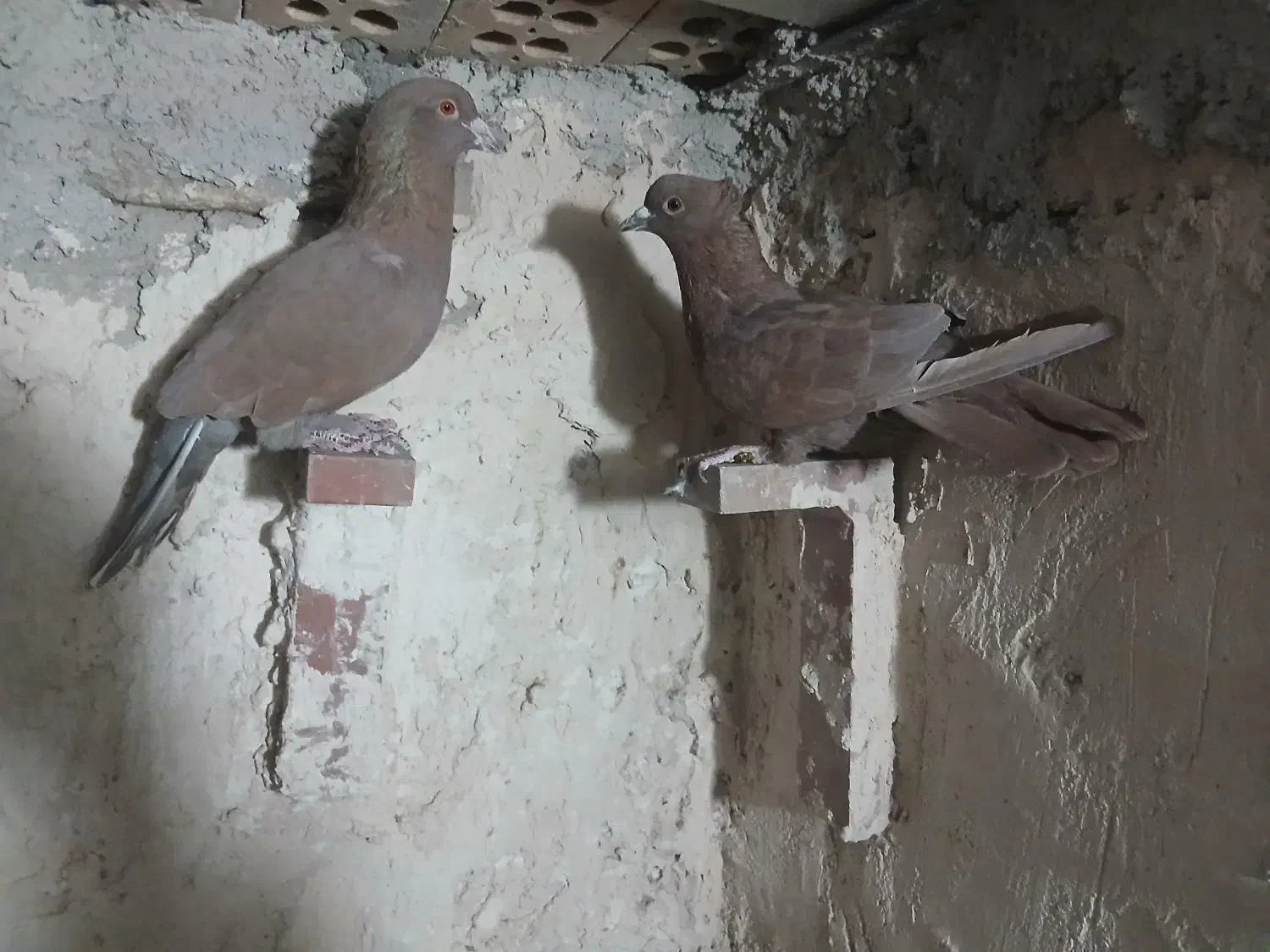 کفترنرماده گلی|پرنده|کرمان, |دیوار