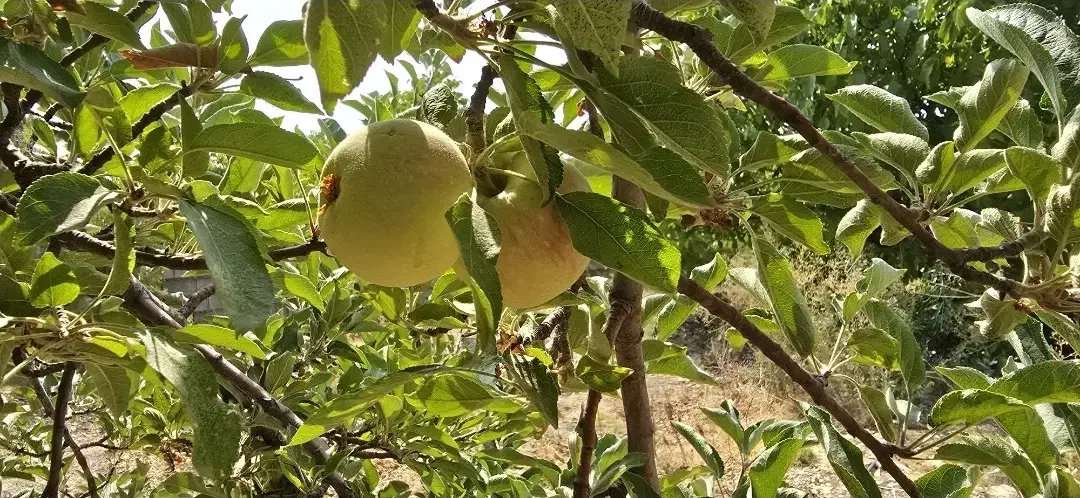باغ گردو باغشهری۱۱۵۰متری باساختمان ۷۵متری و دیوار|فروش زمین و ملک کلنگی|شیراز, فرهنگ شهر|دیوار