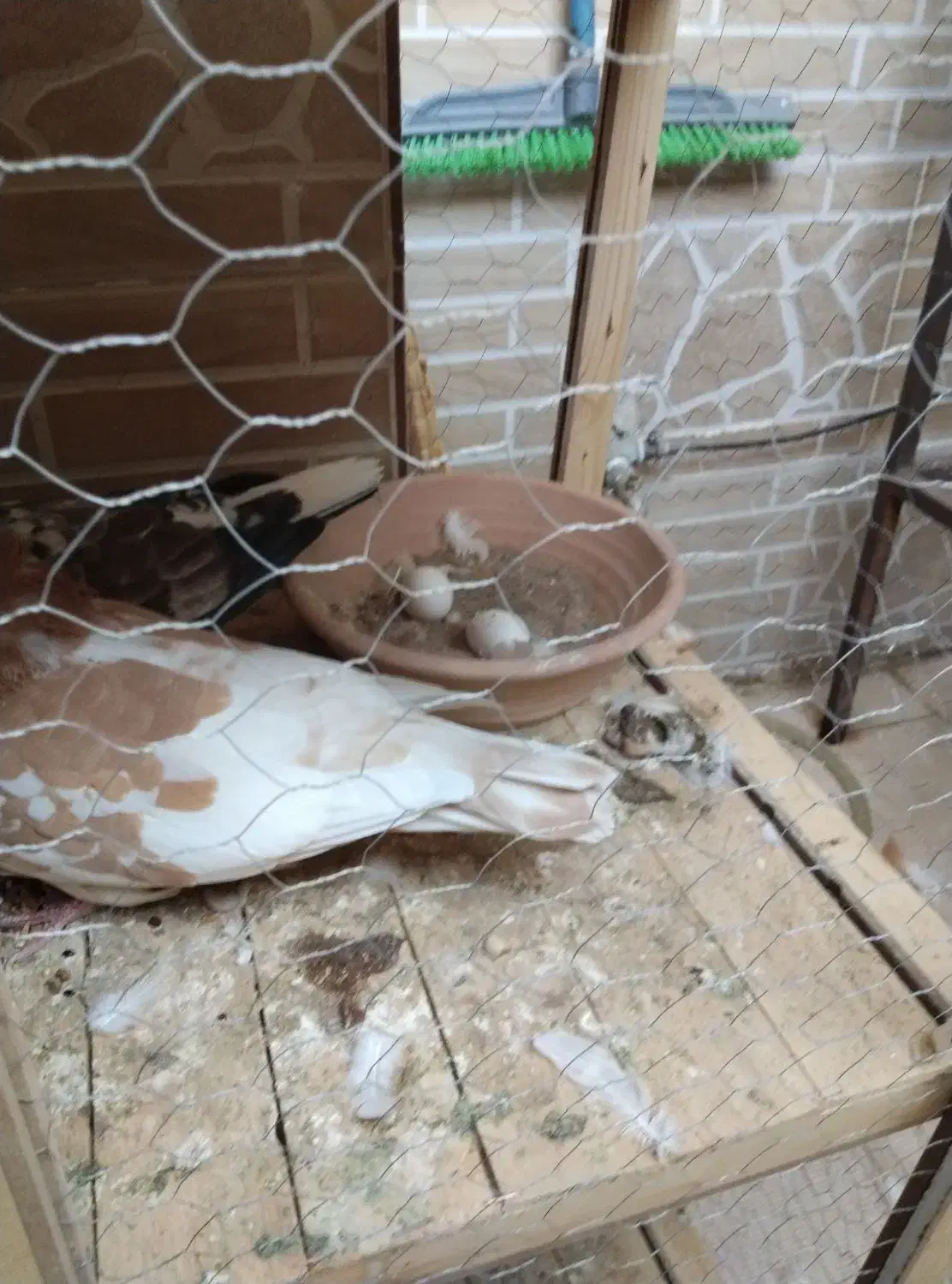 کبوتر|پرنده|فولادشهر, مسکن مهر فولادشهر|دیوار