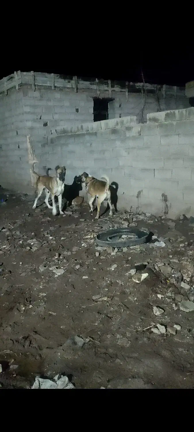 سگ سرابی  سه  دانه فی 16|سگ|اهر, |دیوار