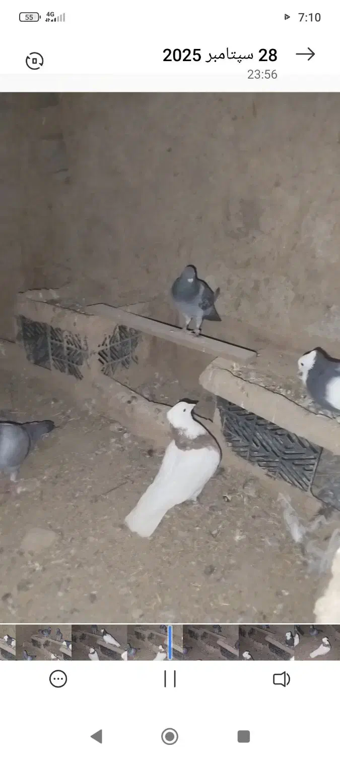 کبوتر کبوتر|پرنده|حمیدیه, |دیوار