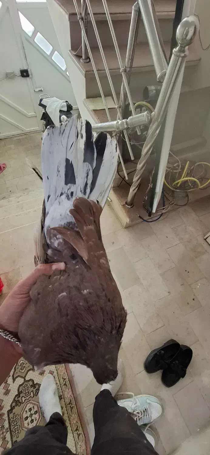 سرور|پرنده|ابهر, |دیوار