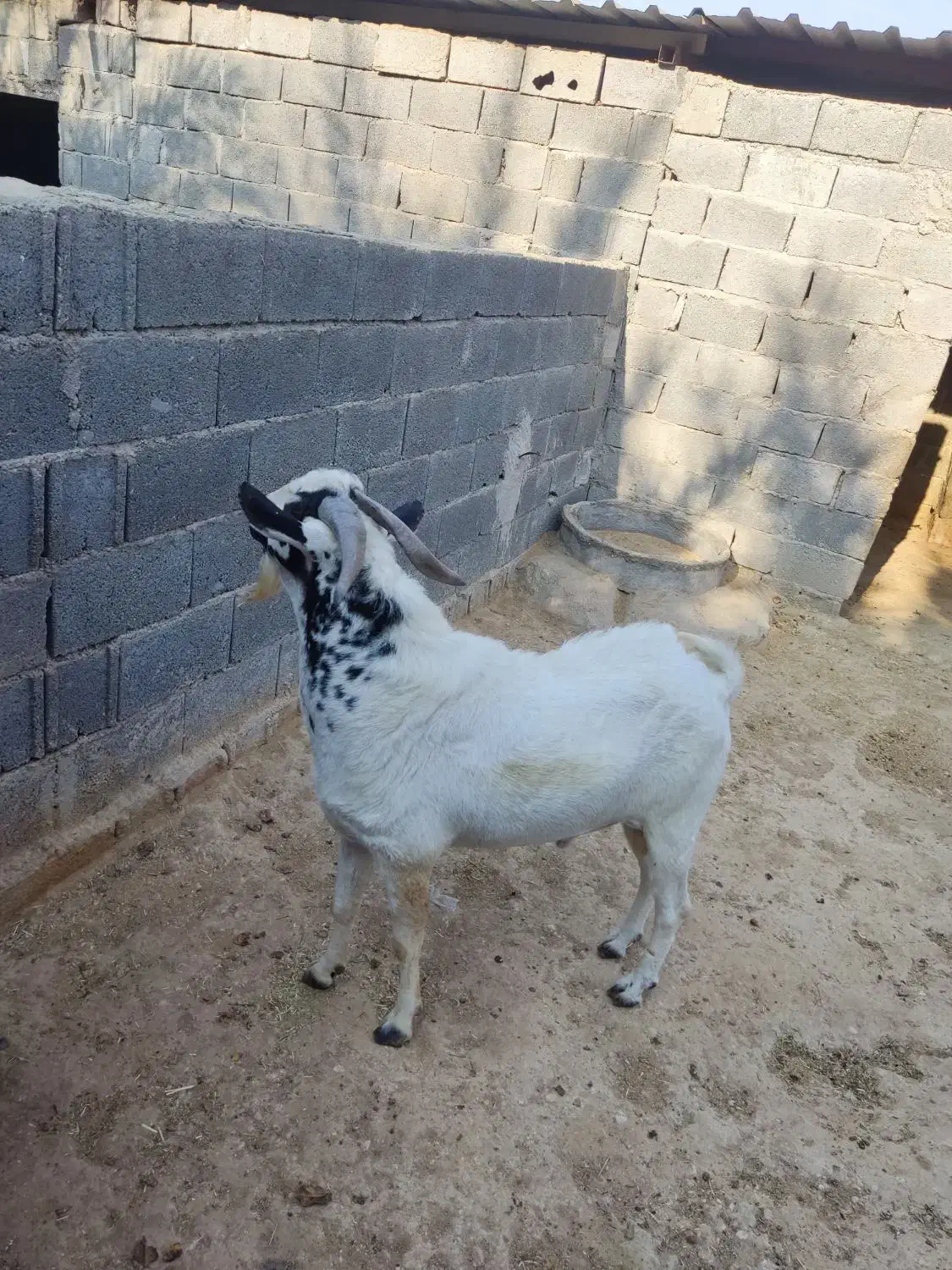 پازن سومالی دو ساله|حیوانات مزرعه|لامرد, |دیوار