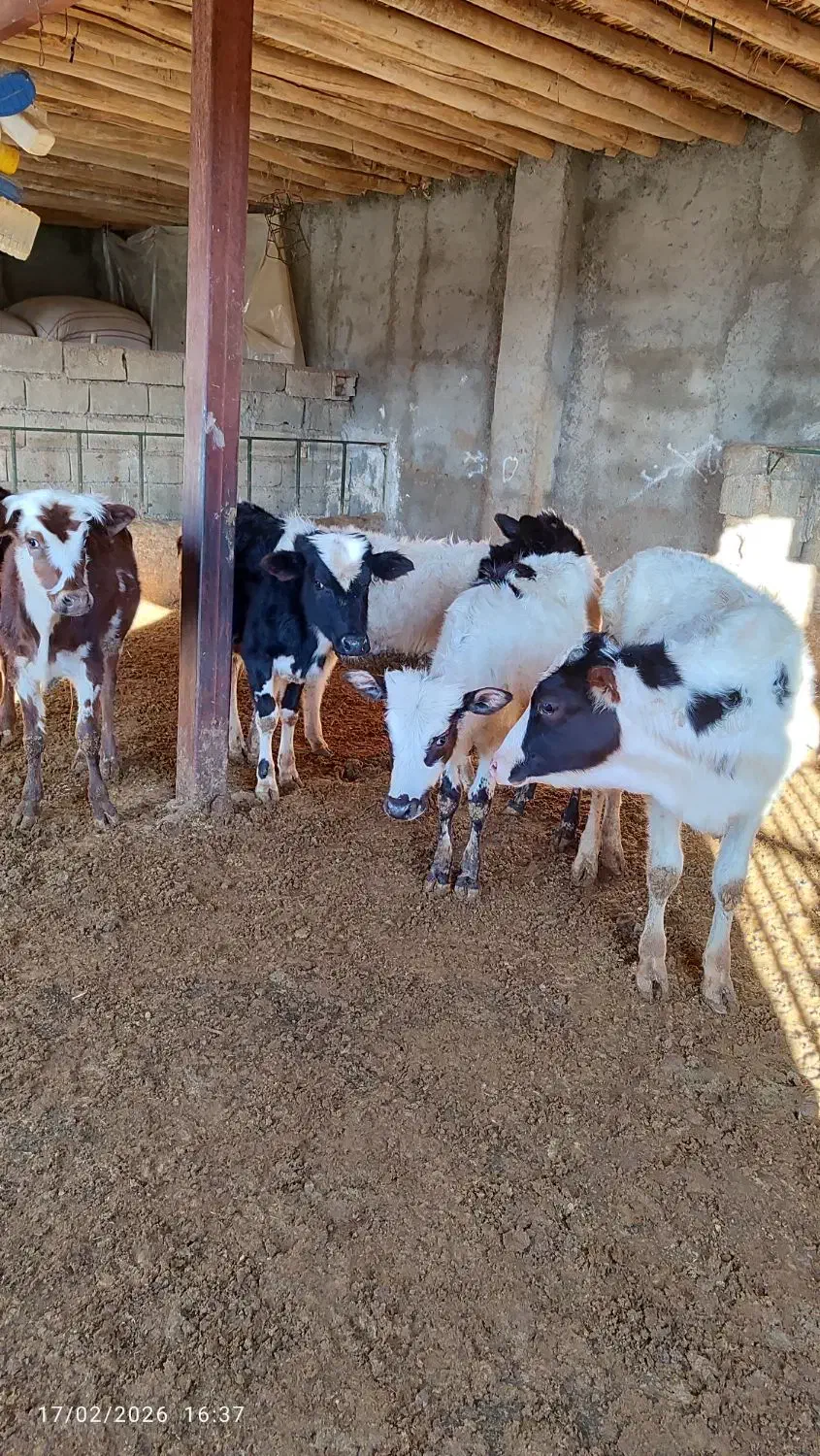 گوساله نر|حیوانات مزرعه|کوهدشت, |دیوار