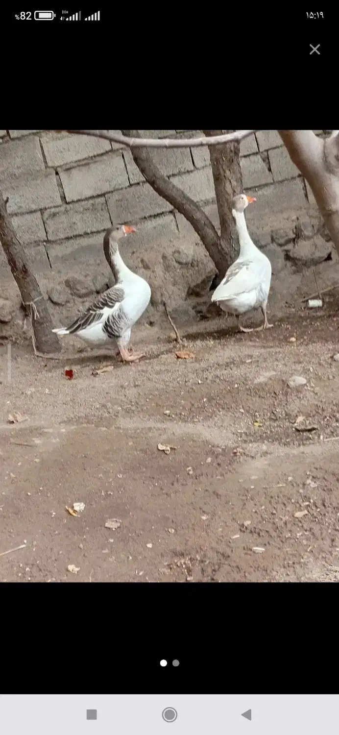 غاز محلی|حیوانات مزرعه|مشگین شهر, |دیوار