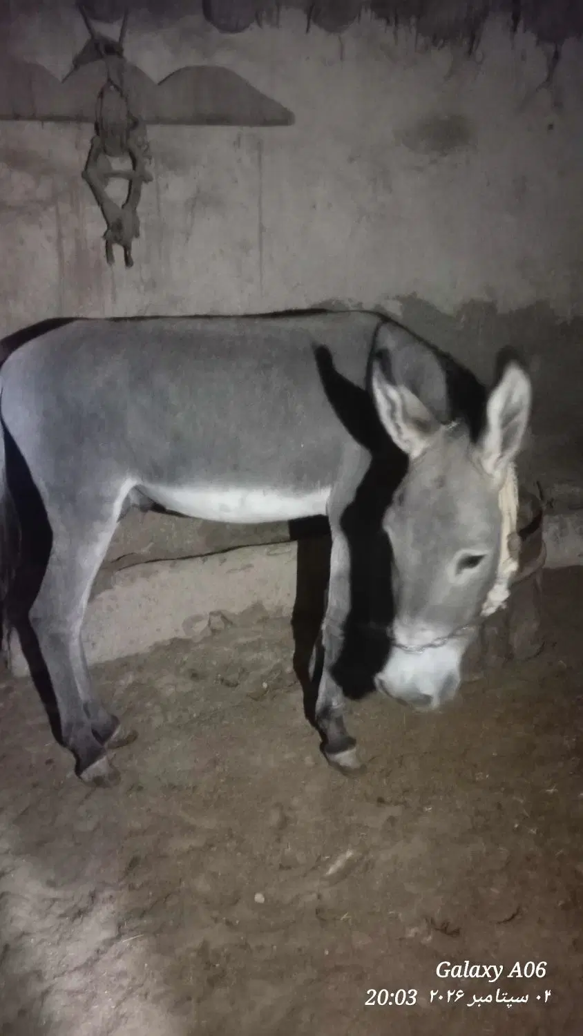 الاغ|حیوانات مزرعه|کرمانشاه, |دیوار