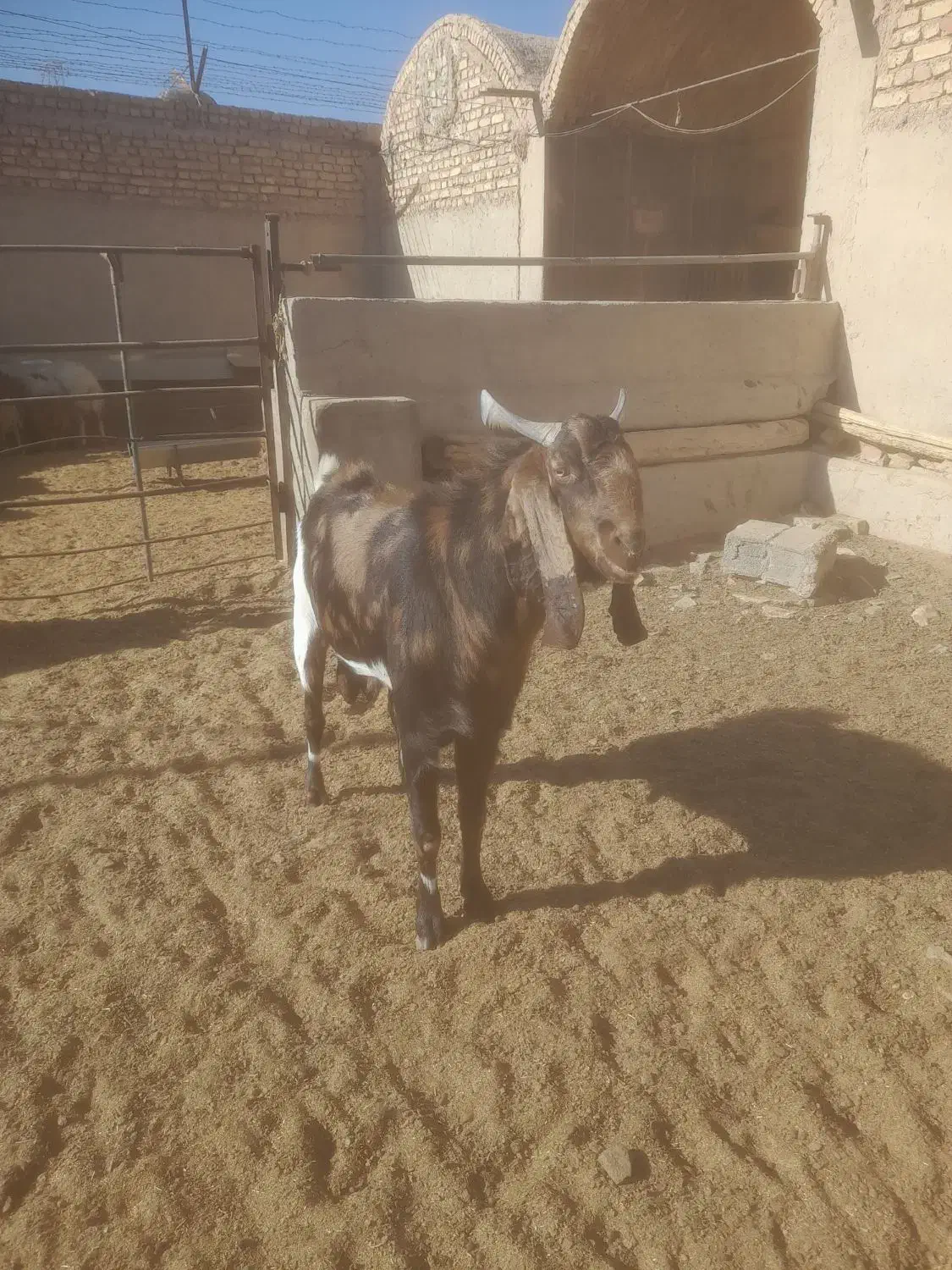 بز.بزغاله.گوسفند.بره.دوبر|حیوانات مزرعه|اصفهان, محمودآباد|دیوار