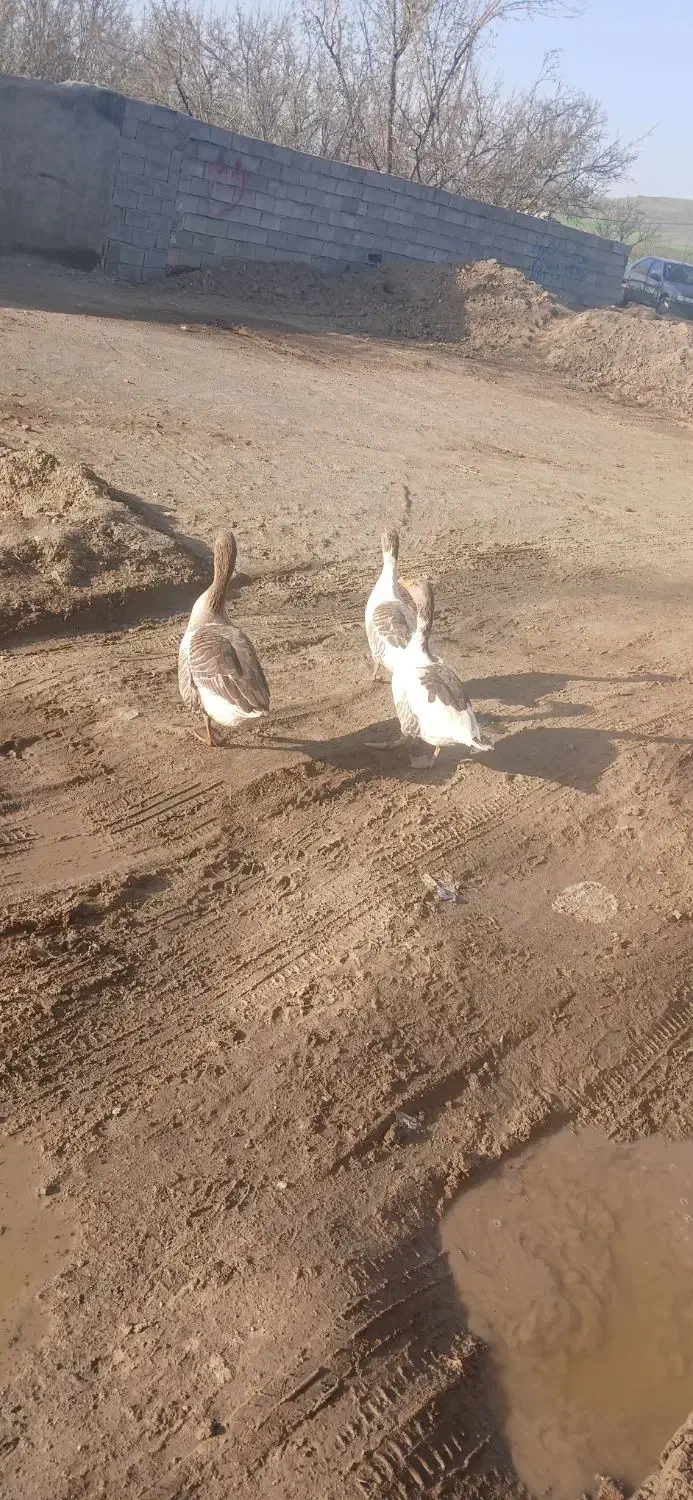 غاز|حیوانات مزرعه|کنگاور, |دیوار