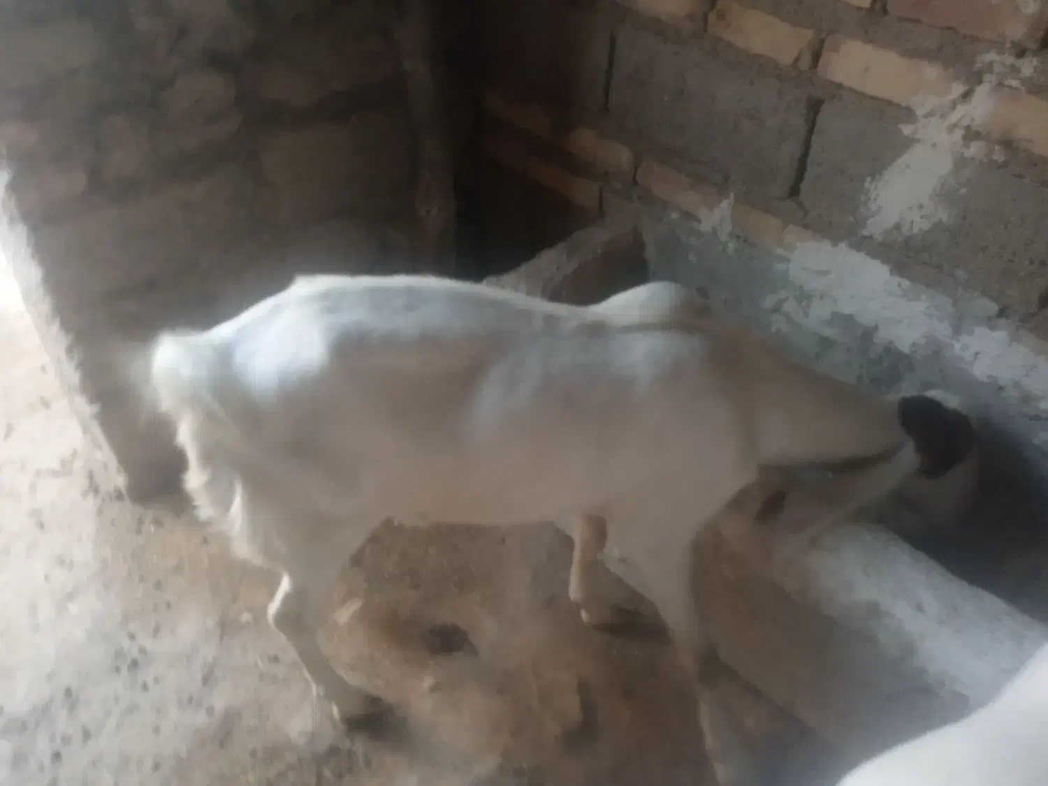 بز گلابی|حیوانات مزرعه|هامون, |دیوار