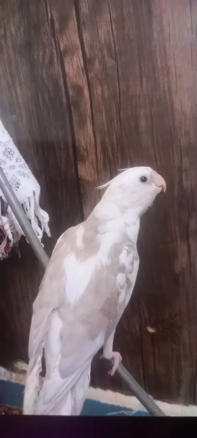 گمشده|حیوانات|آباده, |دیوار