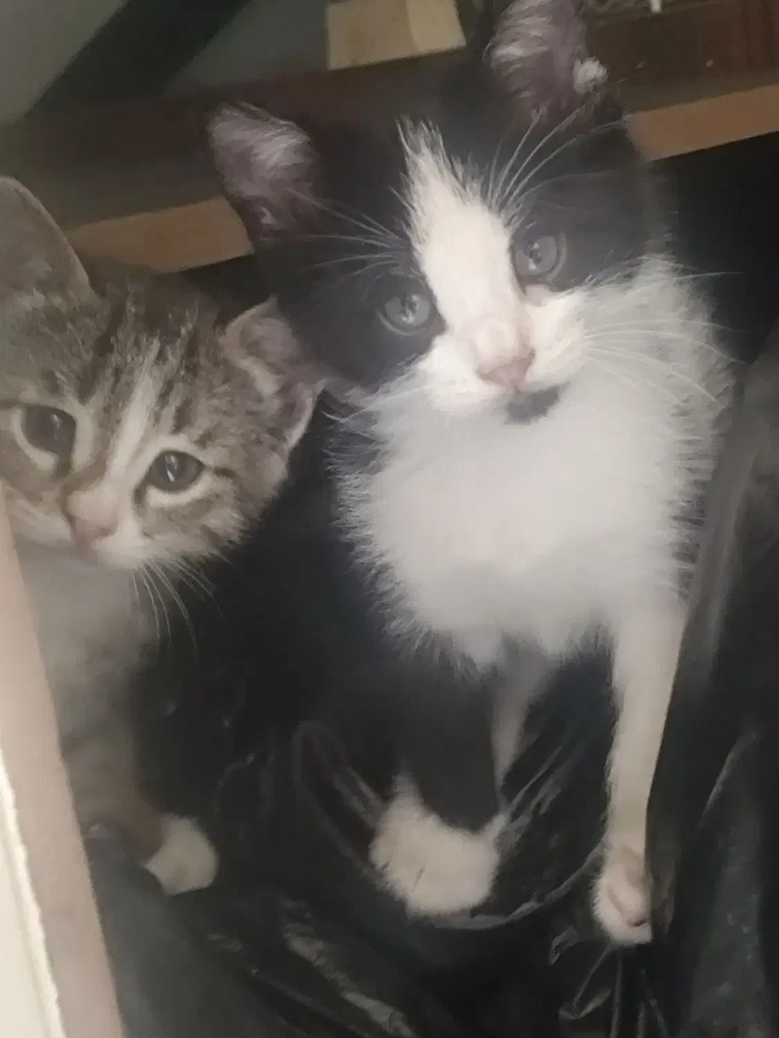 واگذاری بچه گربه|گربه|اندیشه, اندیشه فاز ۱|دیوار