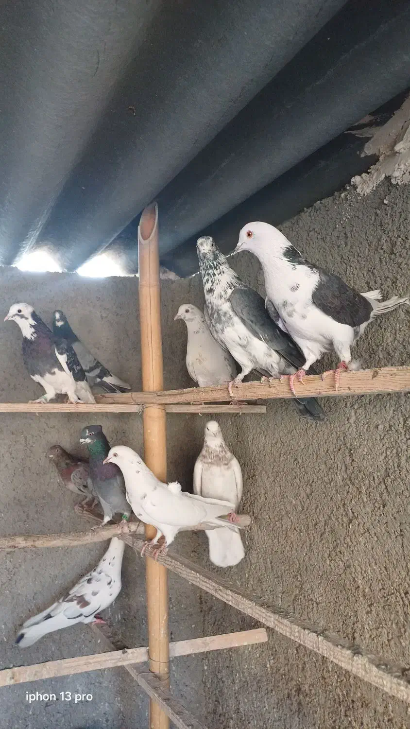 کفترا کپکی تیرماه|پرنده|تهران, کیانشهر|دیوار