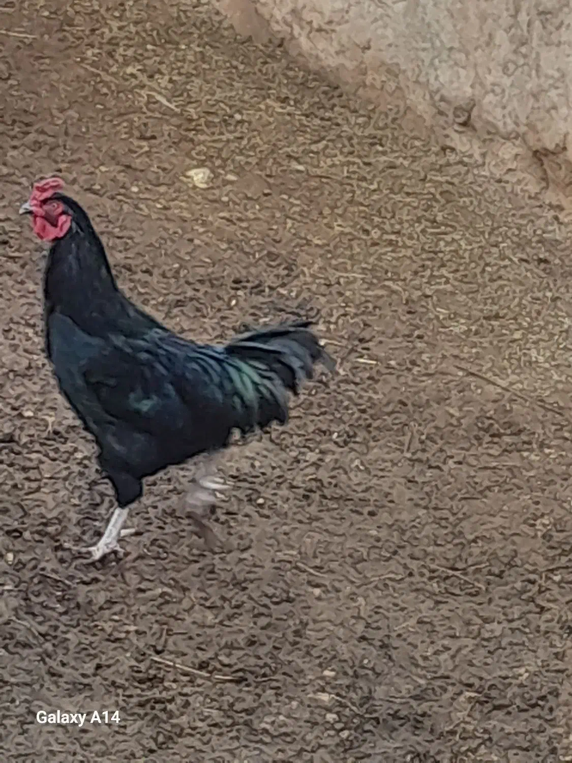 خروس|حیوانات مزرعه|زنجانرود, |دیوار