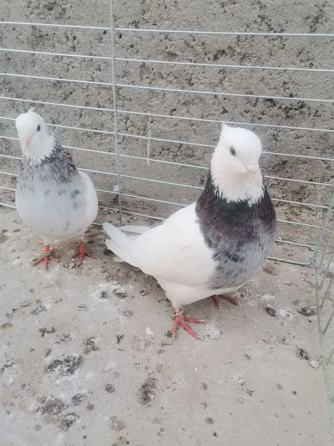 طوقی سرور و سرخ|پرنده|یزد, |دیوار