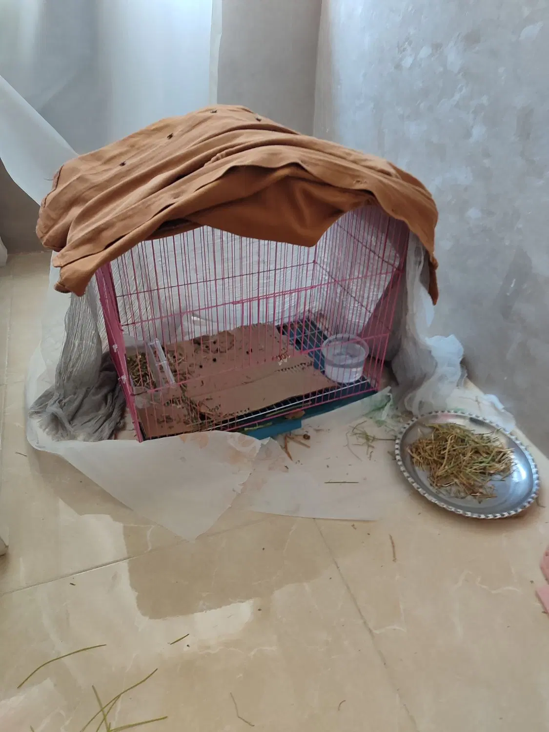 خرگوش|موش و خرگوش|کرمانشاه, |دیوار