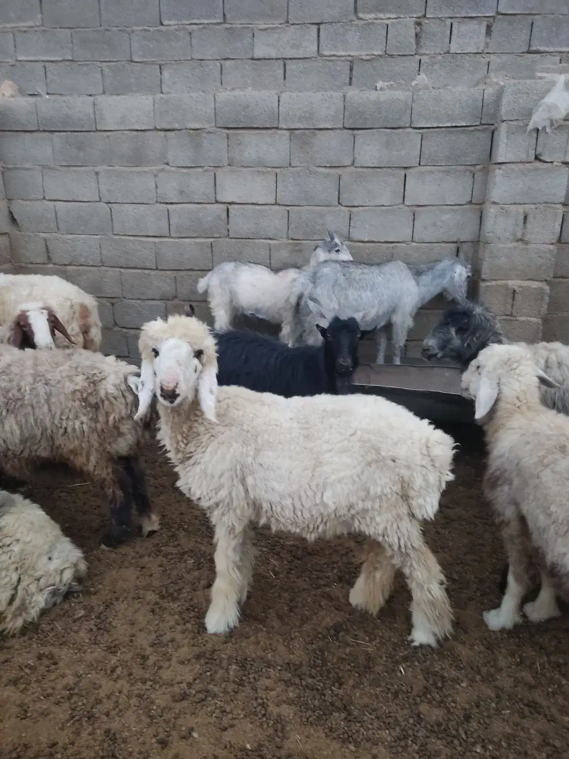 بره چاق درجه یک|حیوانات مزرعه|زرقان, |دیوار