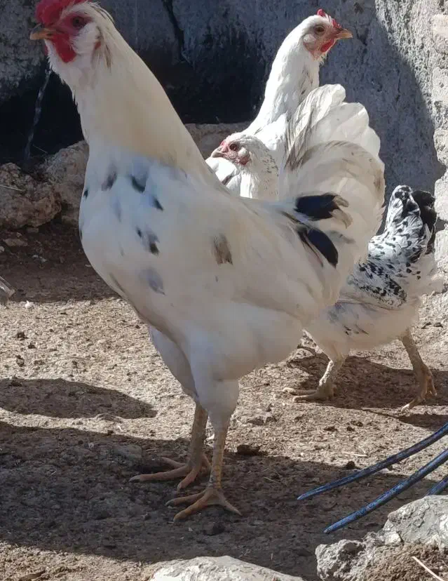 گلین‌خروس|حیوانات مزرعه|اردبیل, |دیوار