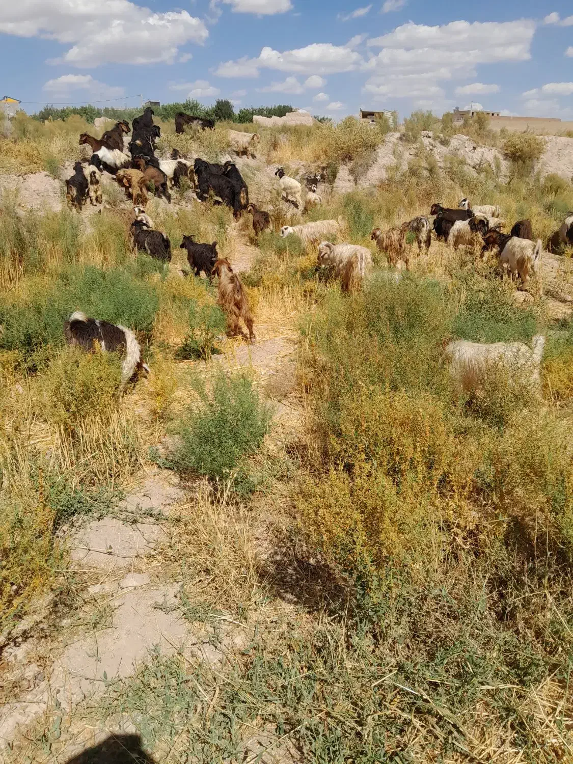 خریدبز وبزگاله گوشتی|حیوانات مزرعه|سراب, |دیوار