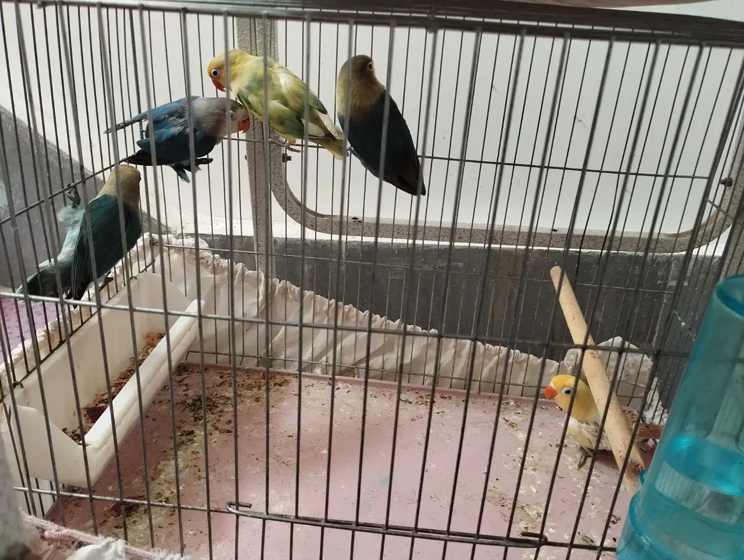 جفت مولد با جوجه|پرنده|قم, تولید دارو و یخچال|دیوار