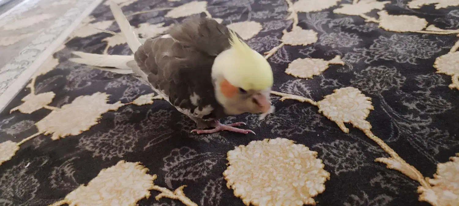 عروس گمشده|پرنده|تهران, مسعودیه|دیوار