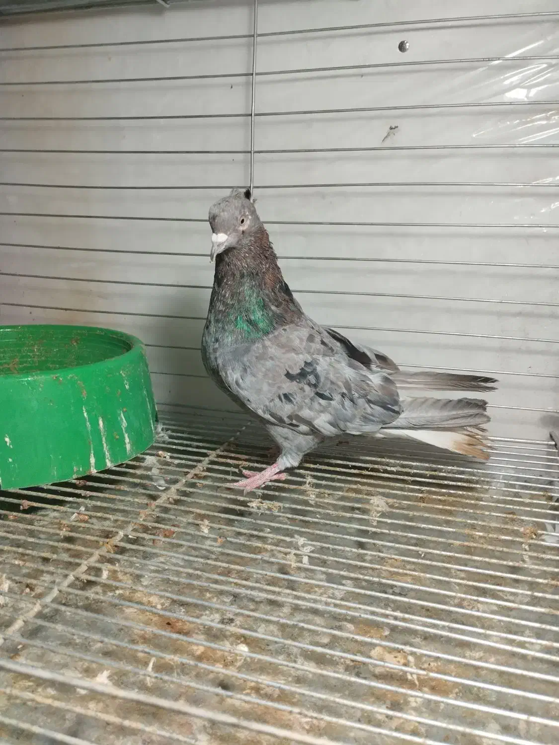 کبوتر سرور دم سفید|پرنده|یزد, |دیوار