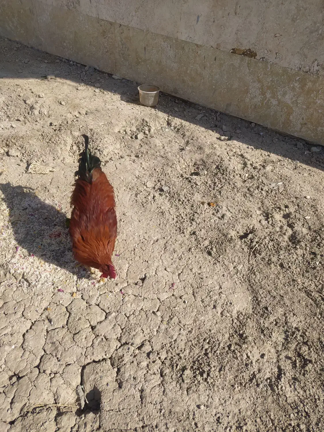 فروش خروس|حیوانات مزرعه|اصفهان, ارداجی|دیوار