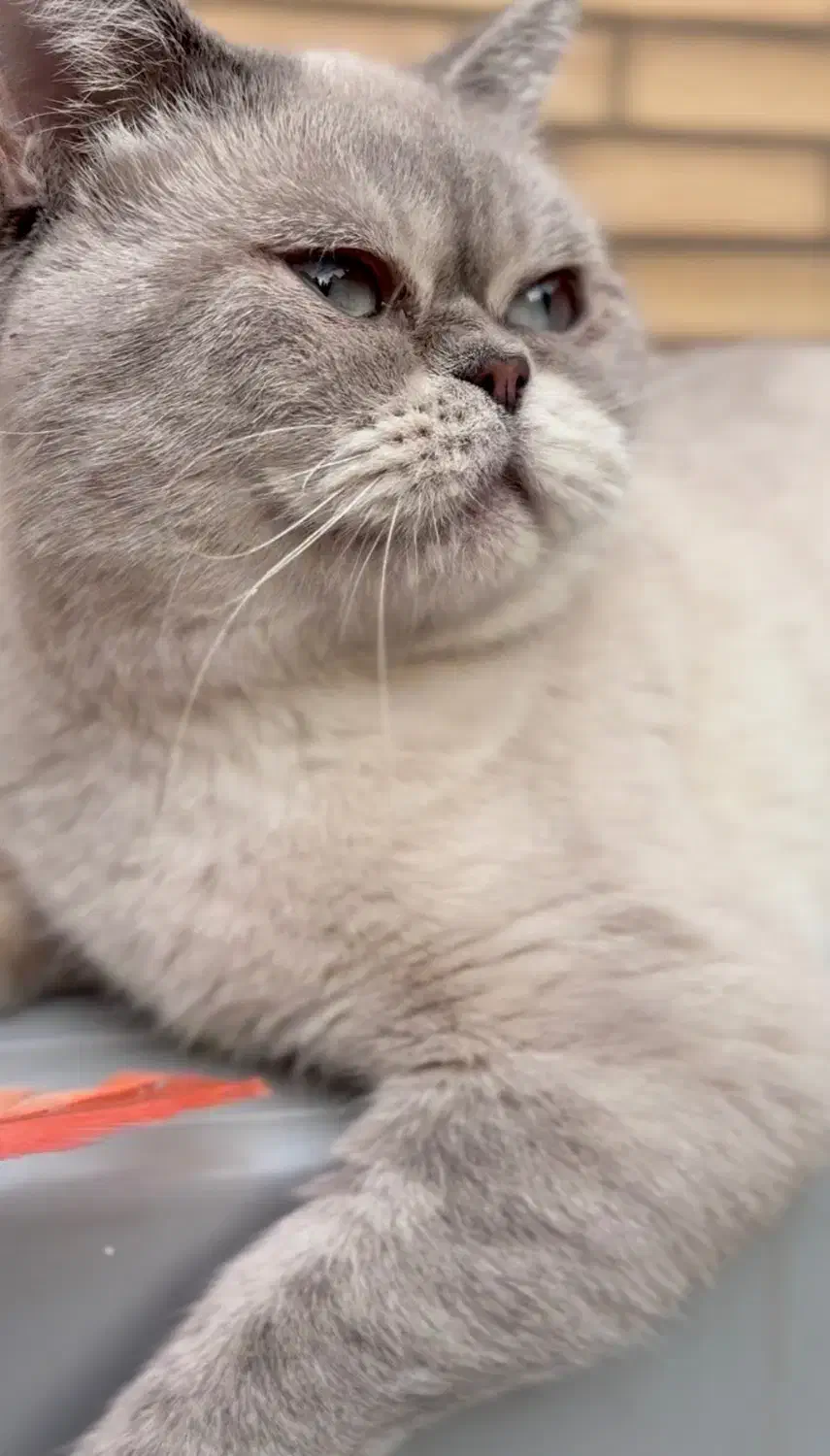 فروش تعدادی مولد اسکاتیش و بریتیش نر و ماده|گربه|اهواز, کیانپارس |دیوار