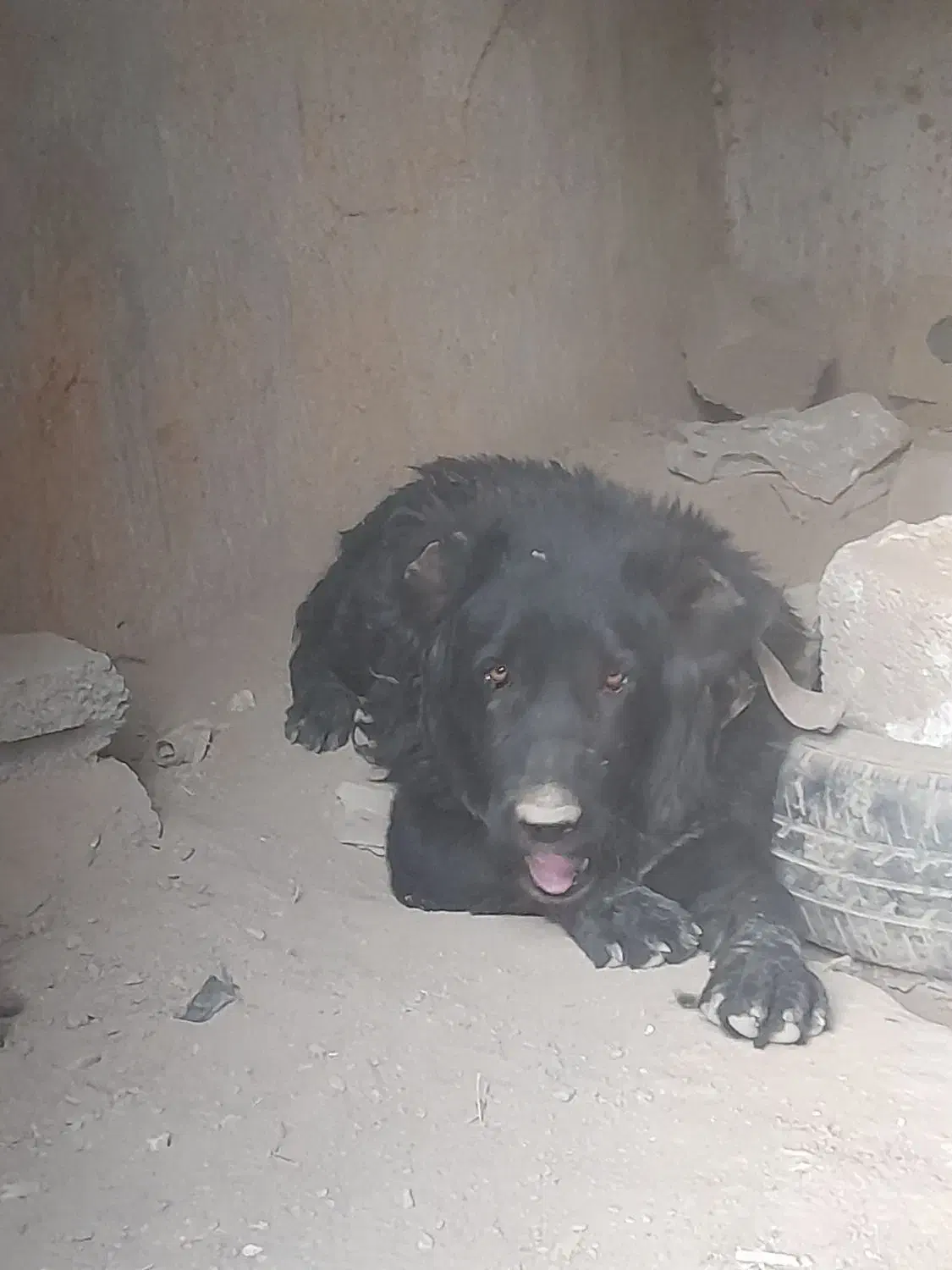 واگذاری یک عدد توله ۱ساله|سگ|داران, |دیوار