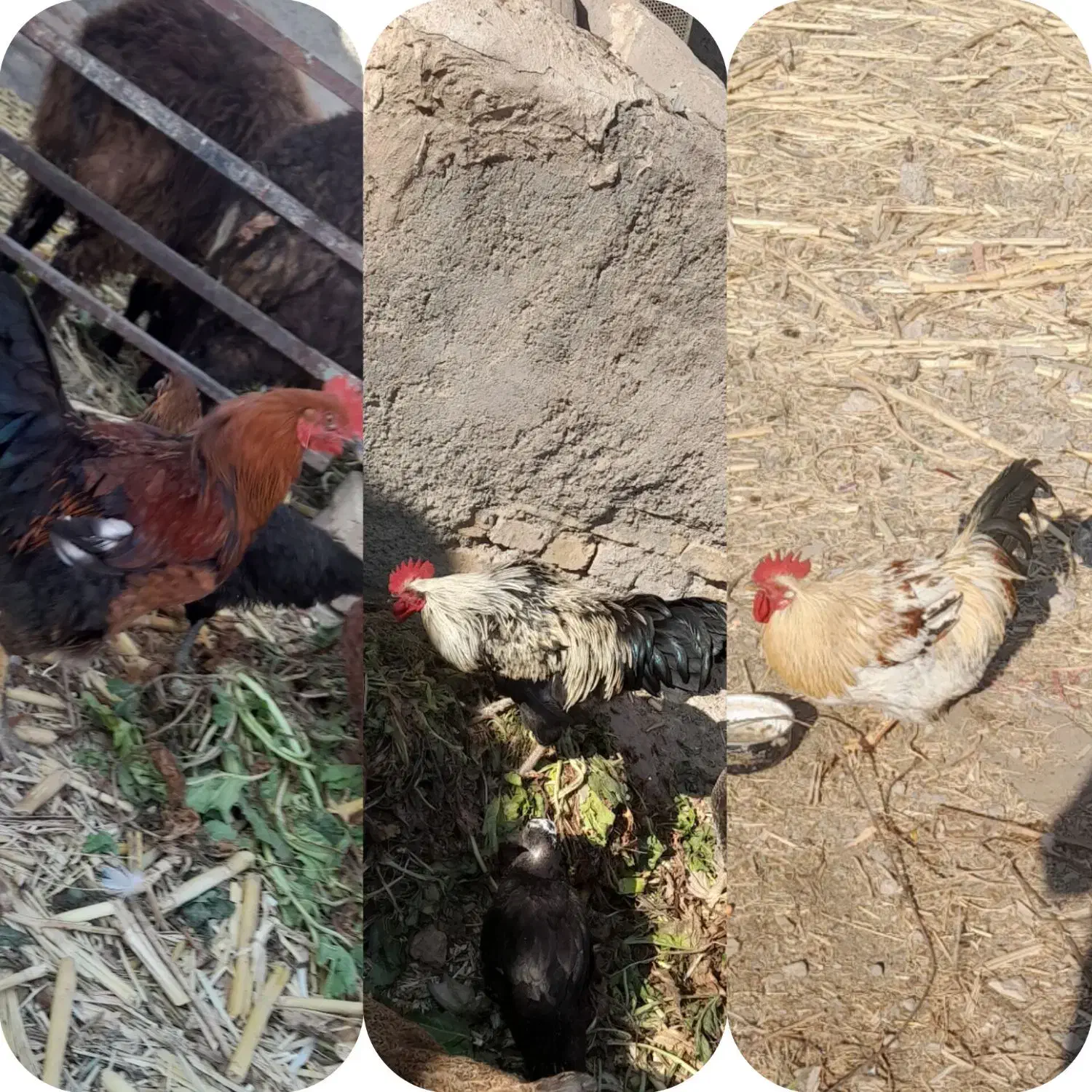 سه خروس به فروش میرسد|حیوانات مزرعه|بشاریات, |دیوار