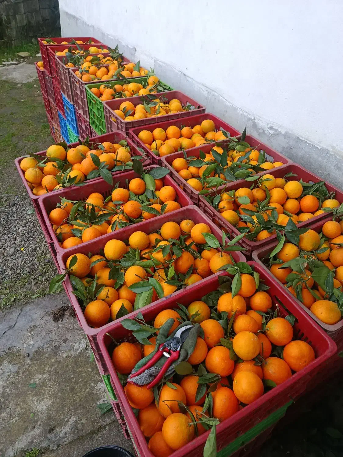 پرتقال تامسون ناول درجه ۱|خوردنی و آشامیدنی|دالخانی, |دیوار