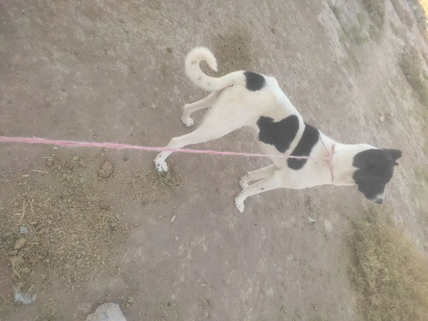 توله سگ نر|سگ|تبریز, |دیوار