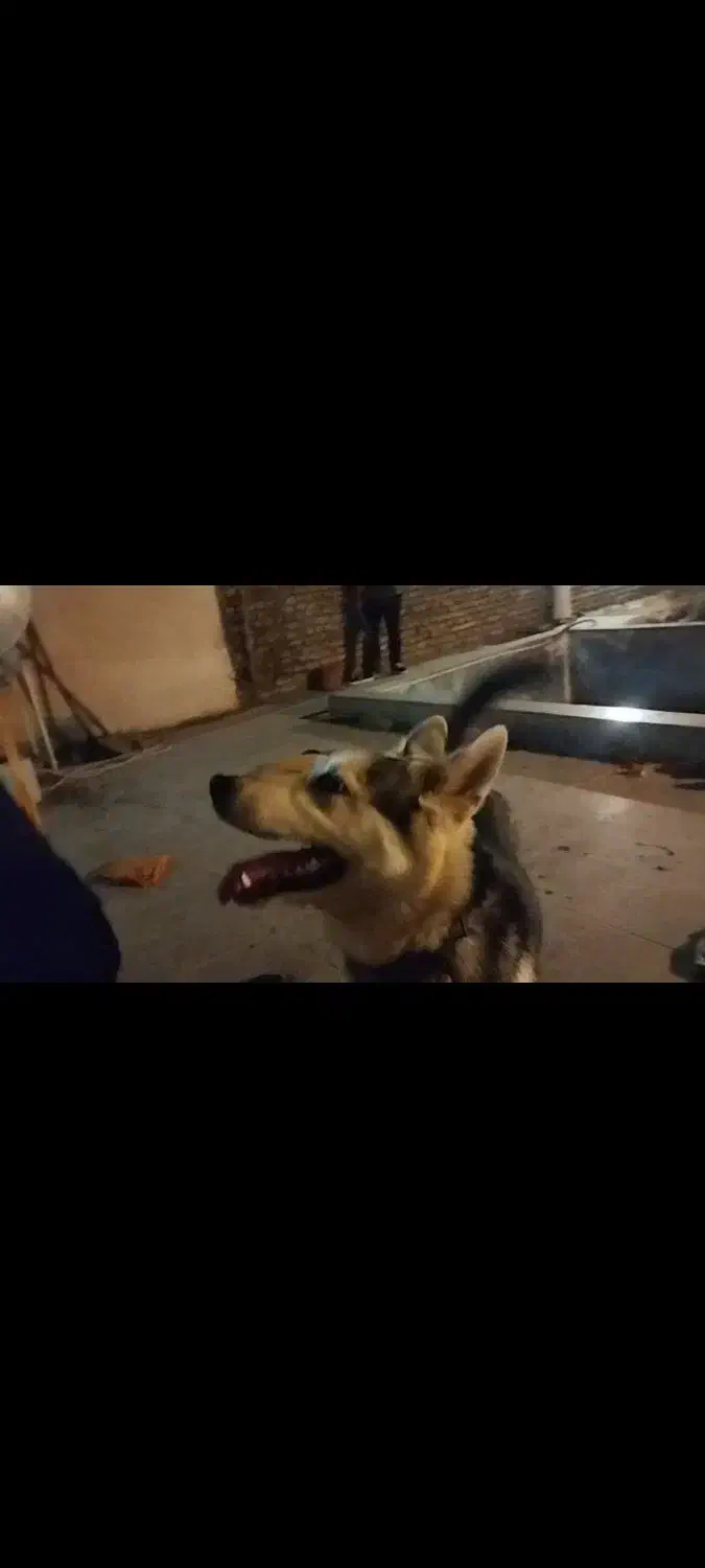 سگ هاسکی|سگ|مشهد, وکیل‌آباد|دیوار