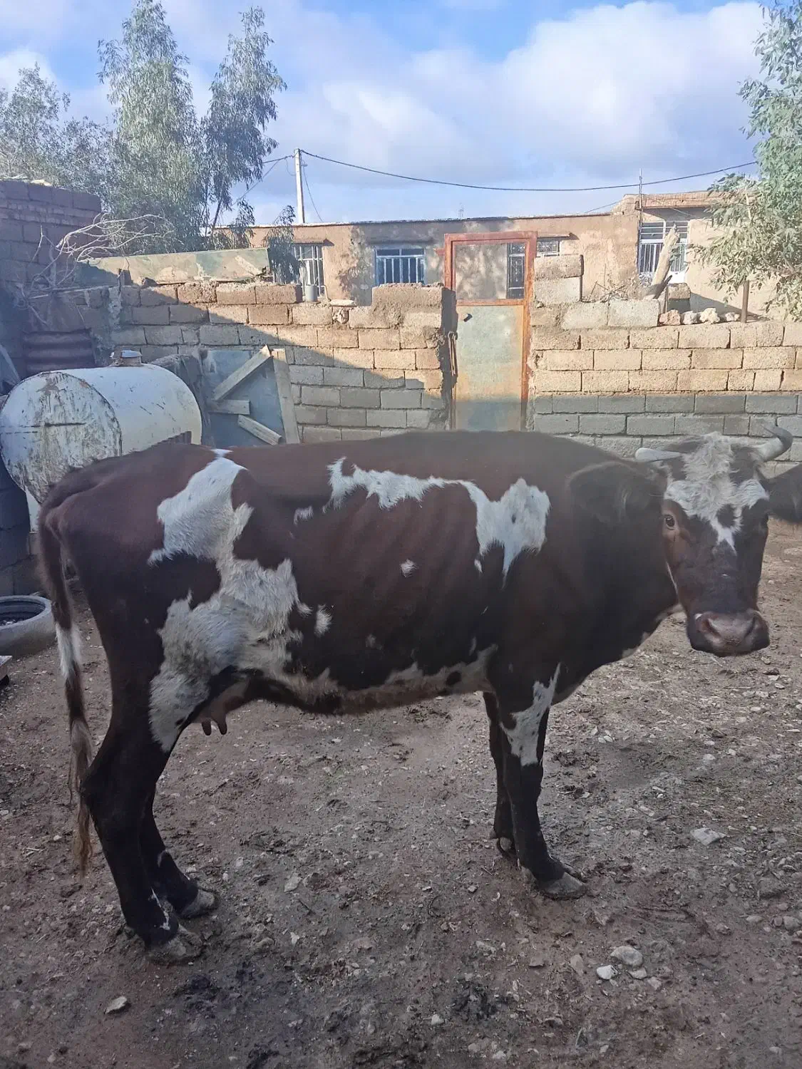 گاو جوان|حیوانات مزرعه|مهران (ایلام), |دیوار