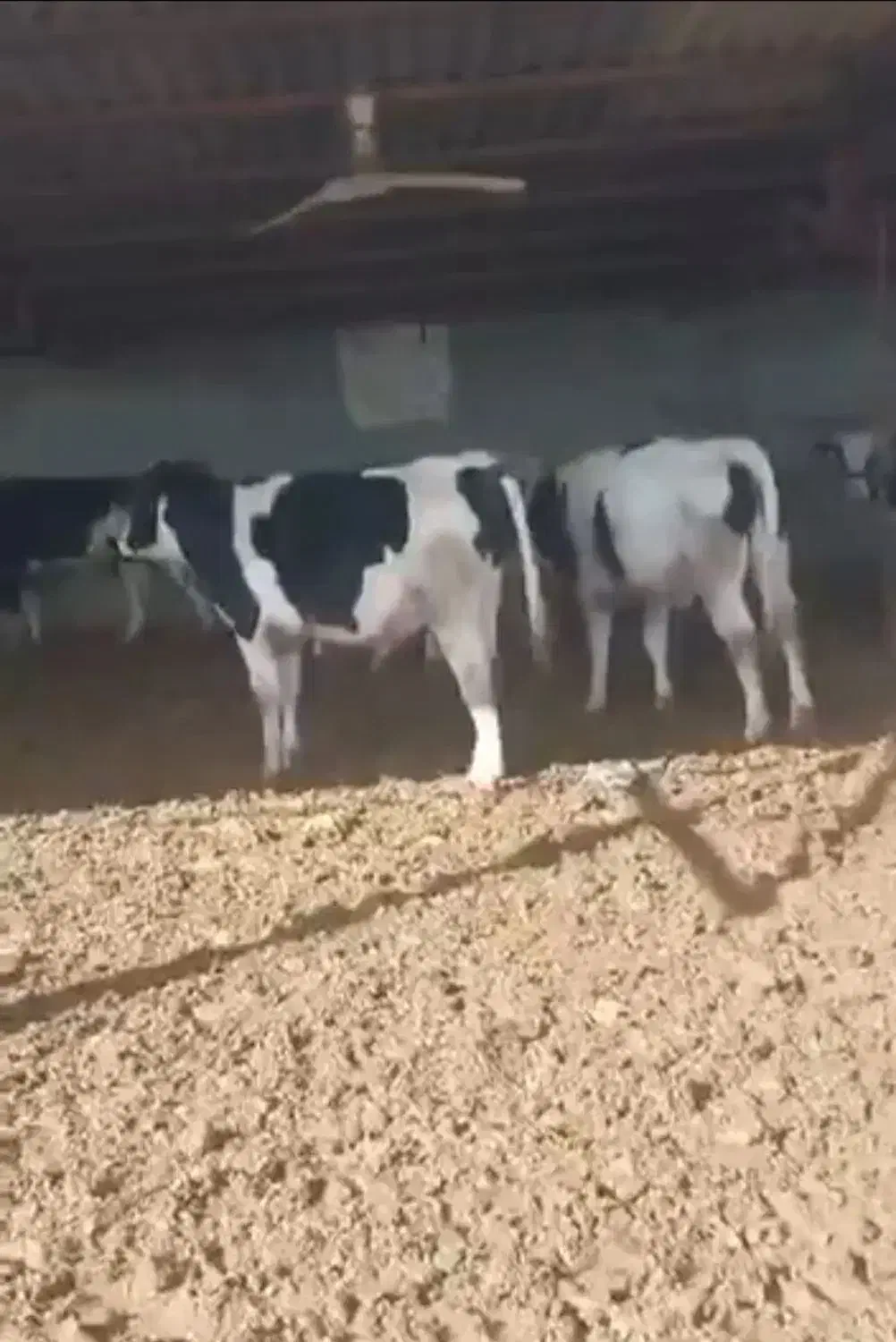 گوساله نرهلشتاین نیم گوشت|حیوانات مزرعه|تهران, امام زاده عبدالله|دیوار