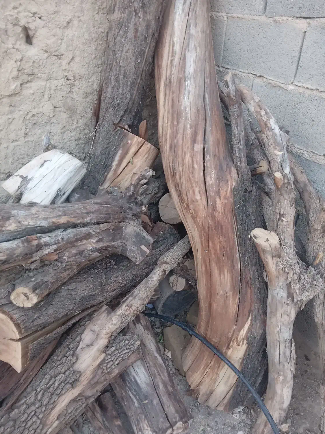 خریدوبرش انواع درختان باغی شما|خدمات باغبانی و درختکاری|جهرم, |دیوار