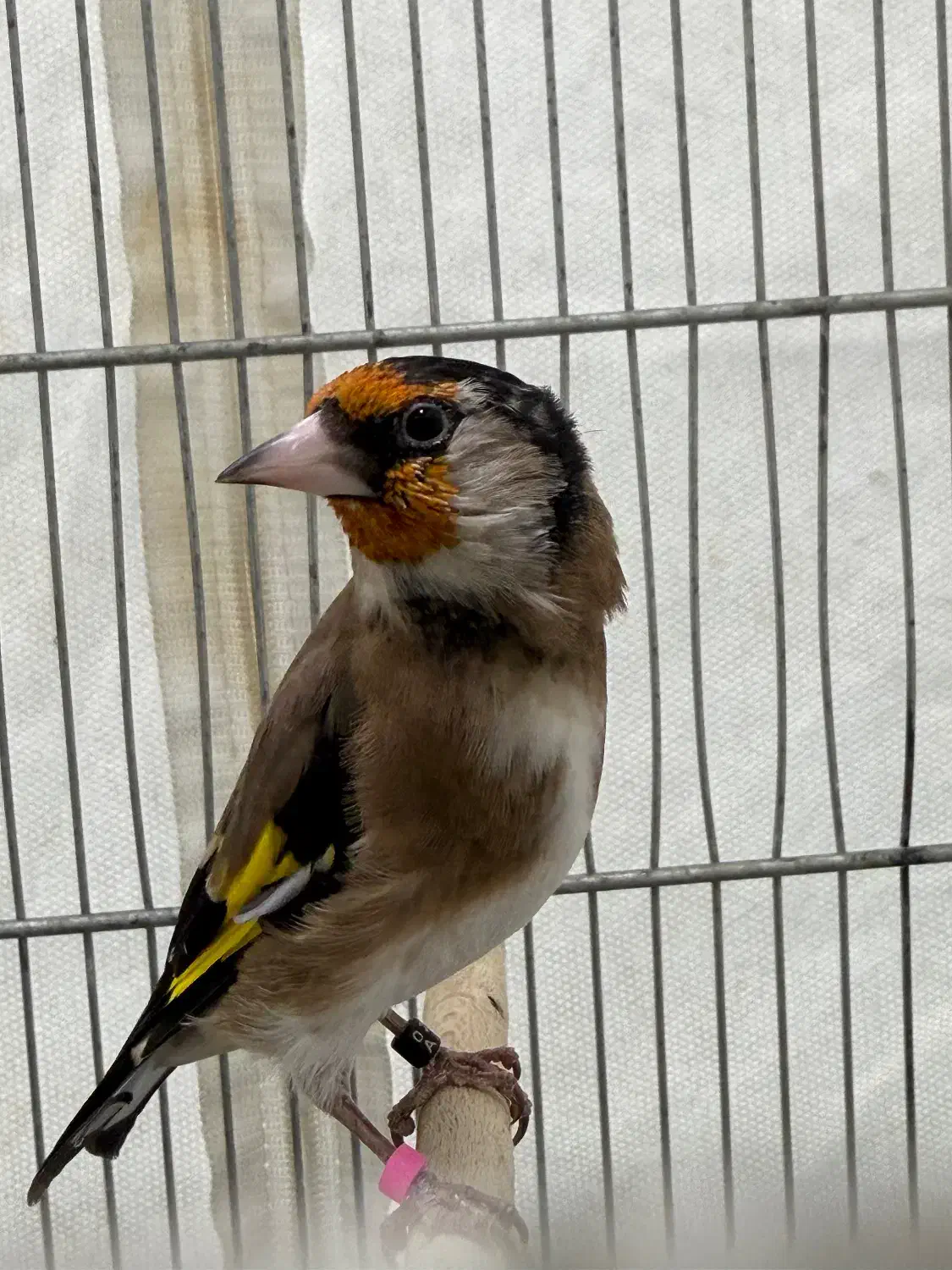 سهره زاغ سیاه سر|پرنده|تهران, کوی بیمه|دیوار